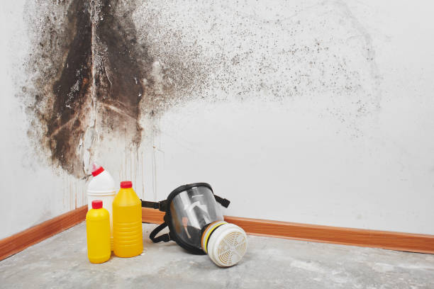Best Home Mold Removal  in Saucier, MS
