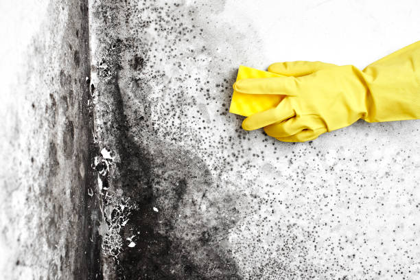 Best Affordable Mold Removal  in Saucier, MS