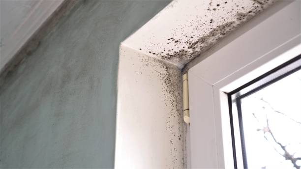 Professional Mold Removal in Saucier, MS