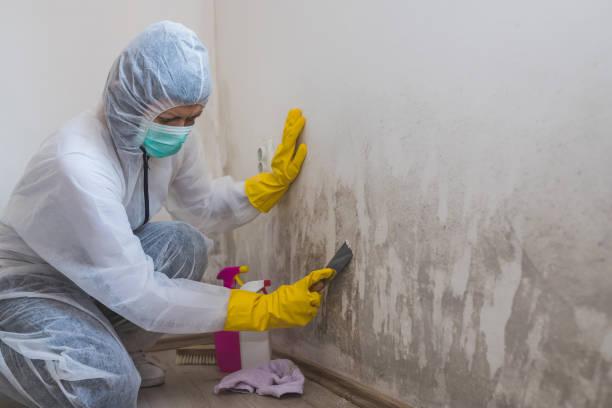 Best Mold Removal and Inspection  in Saucier, MS