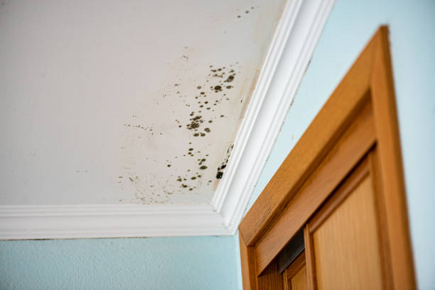 Best Professional Mold Removal  in Saucier, MS