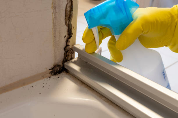 Best Mold Removal Company Near Me  in Saucier, MS