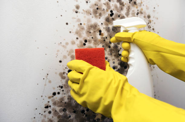 Best Mold Remediation Experts  in Saucier, MS