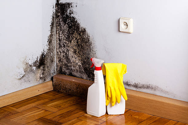 Best Mold Testing  in Saucier, MS