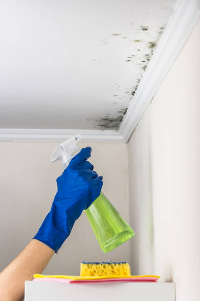 Best Mold Testing  in Saucier, MS