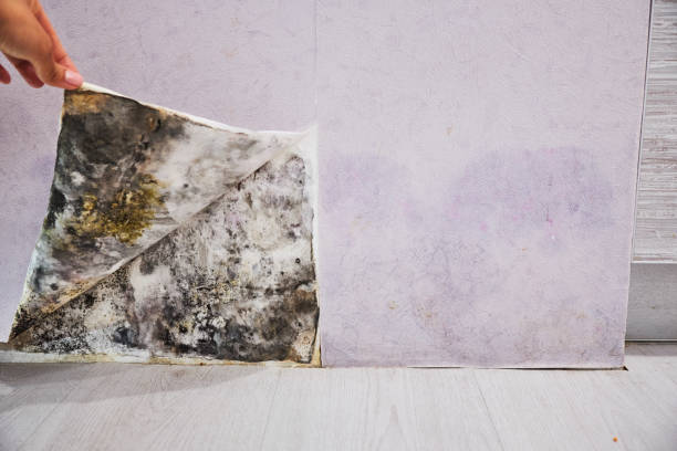 Best Black Mold Removal  in Saucier, MS